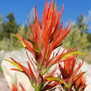 Meet your Posher, Becky